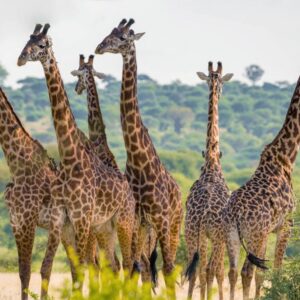 4-Day Mid-Range Wilderness Safari