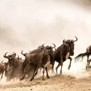 9 Days / 8 Nights Serengeti Migration Footsteps