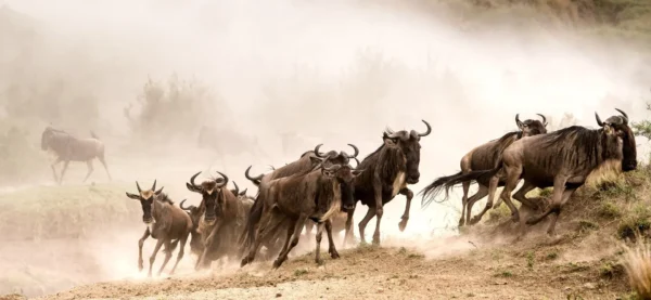 9 Days / 8 Nights Serengeti Migration Footsteps
